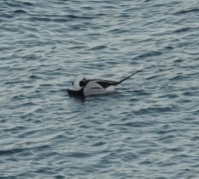 Long-tailed Duck - ML627283503