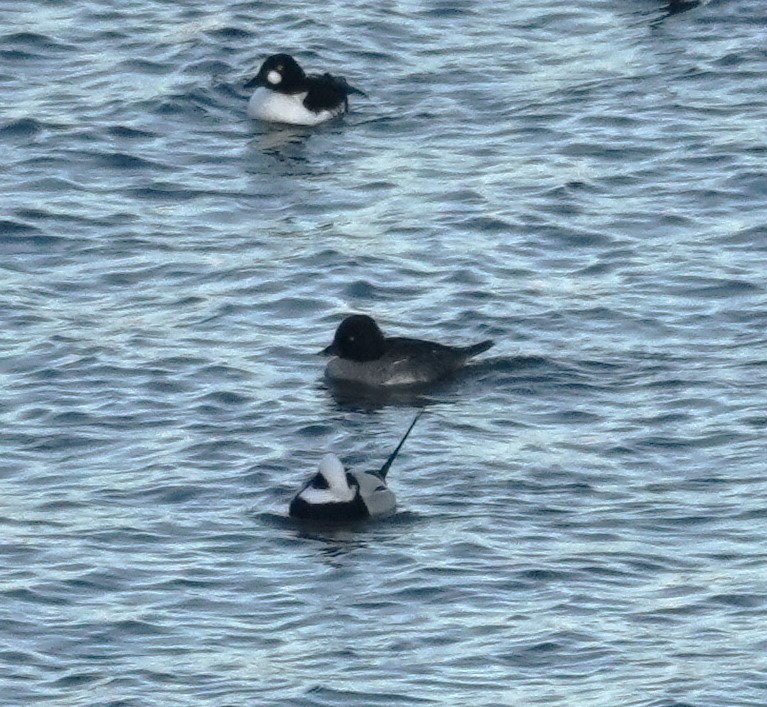 Long-tailed Duck - ML627283504