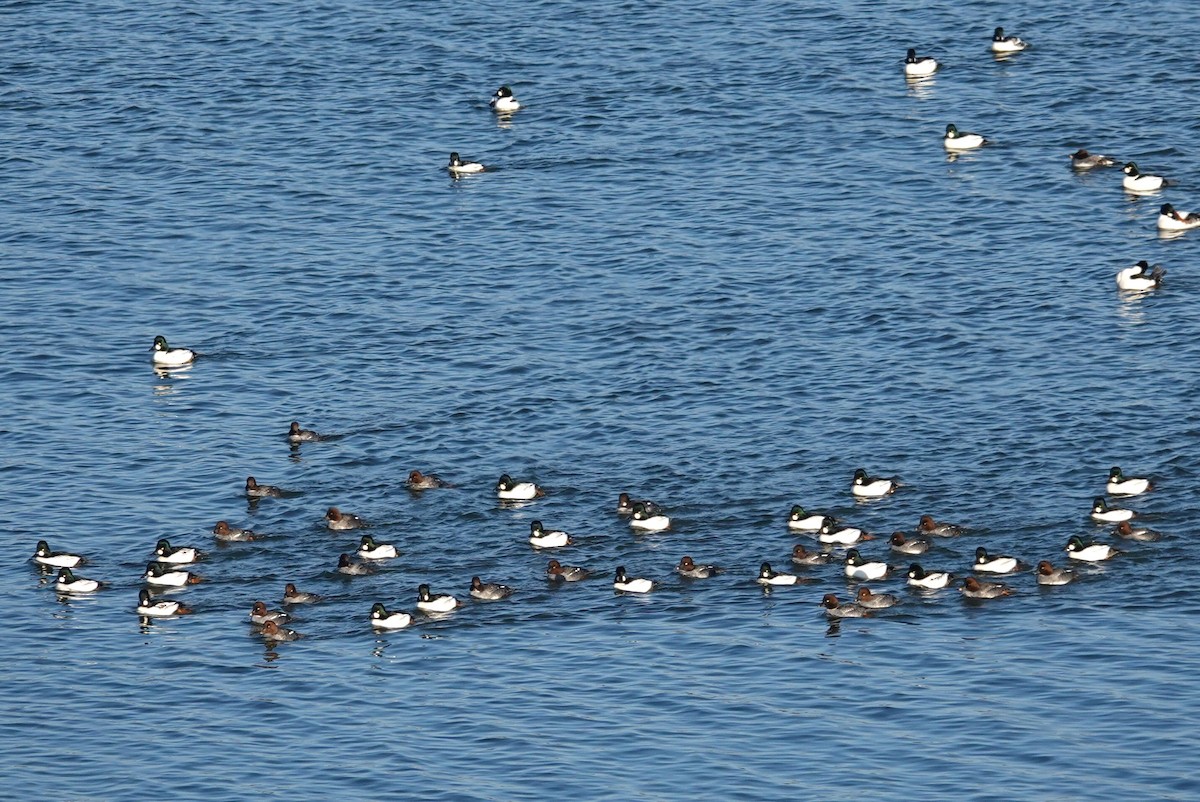 Common Goldeneye - ML627283517