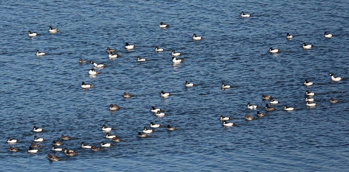 Common Goldeneye - ML627283518