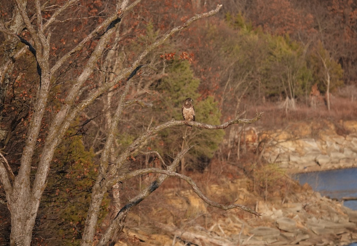 Bald Eagle - ML627283541