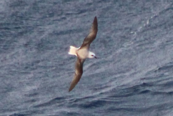 White-headed Petrel - ML627283578