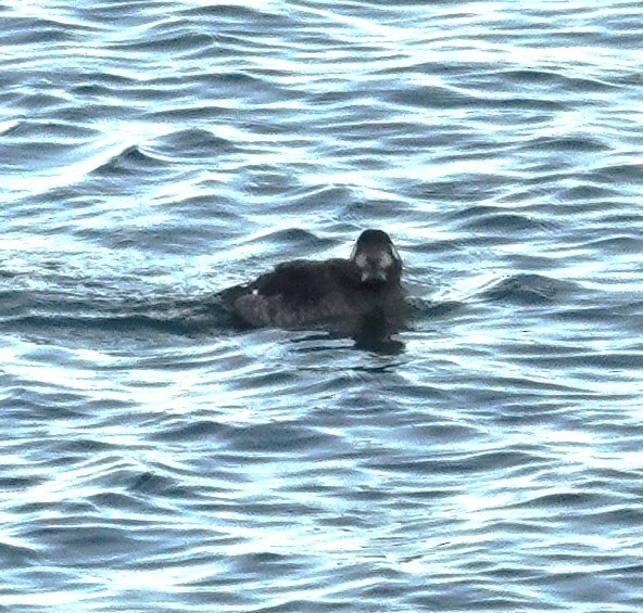 White-winged Scoter - ML627283604