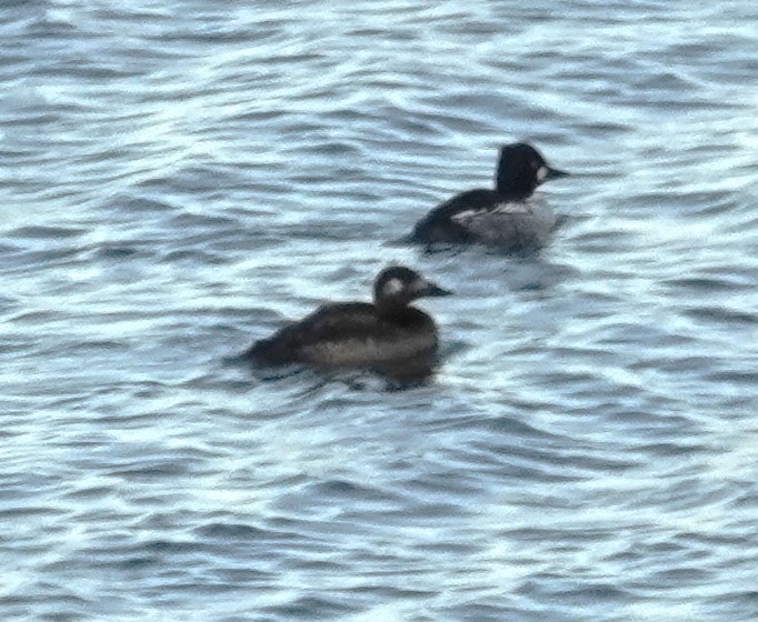 White-winged Scoter - ML627283606