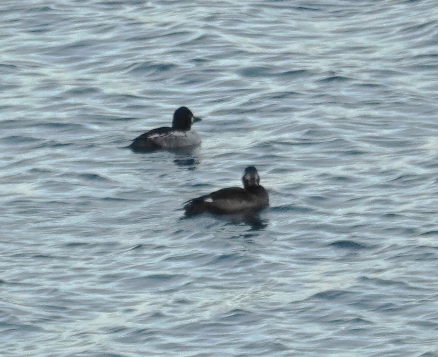 White-winged Scoter - ML627283607