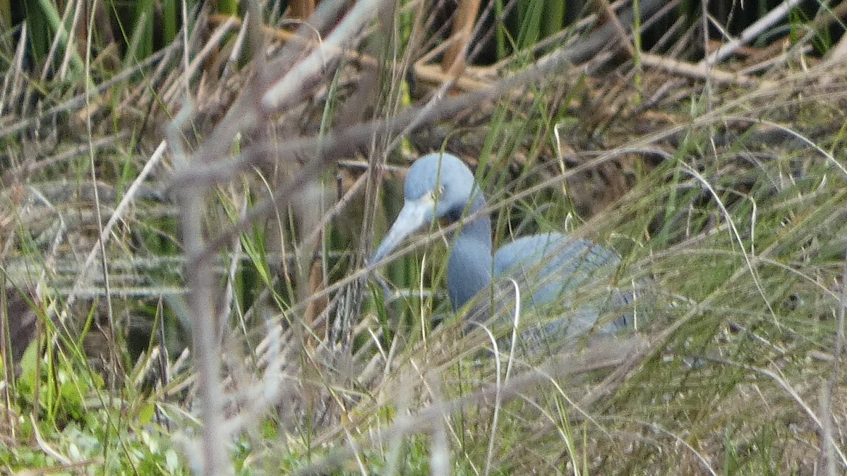 Little Blue Heron - ML627283619