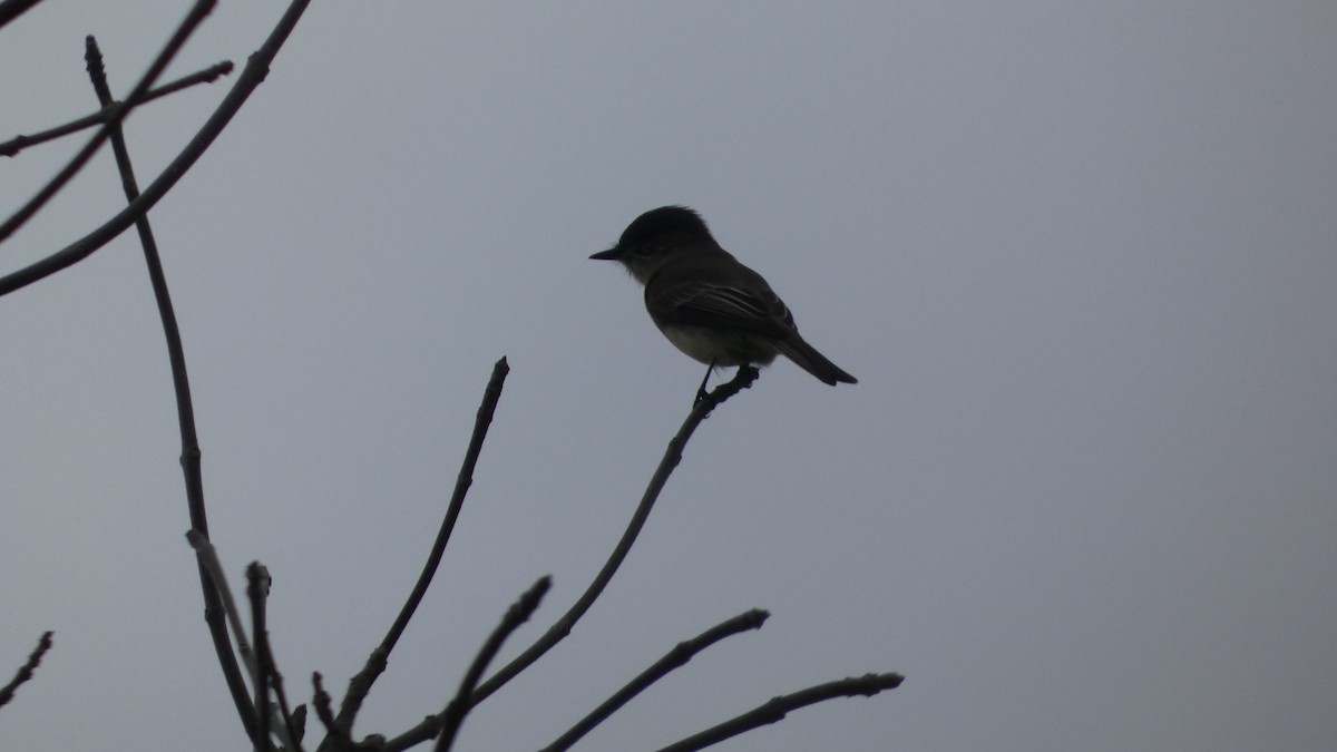 Eastern Phoebe - ML627283624