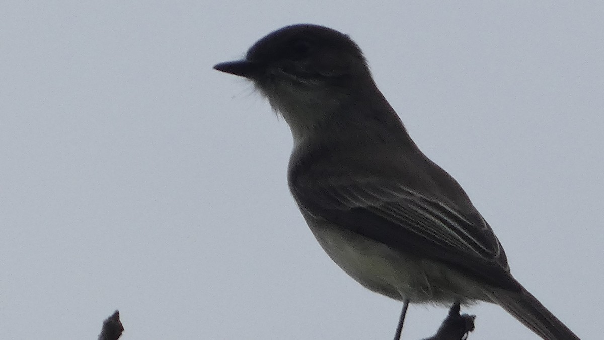 Eastern Phoebe - ML627283625