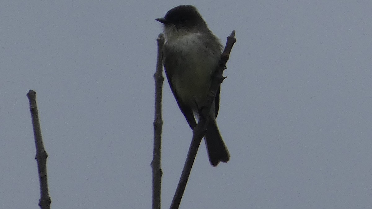 Eastern Phoebe - ML627283626