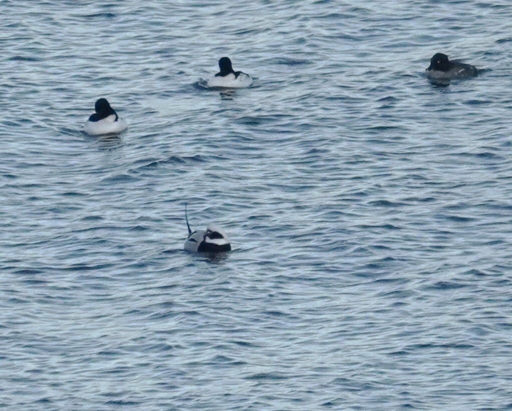 Long-tailed Duck - ML627283705