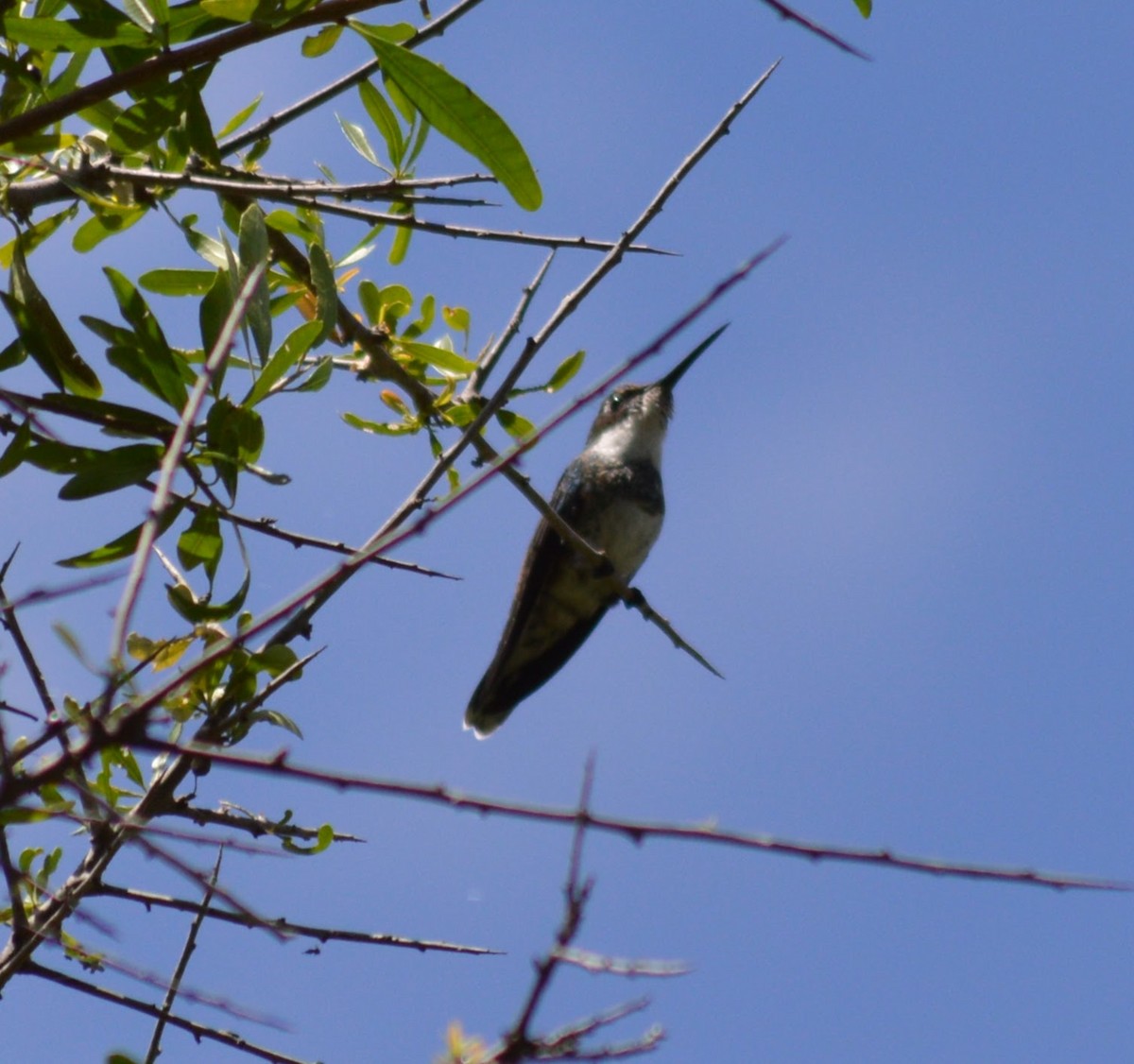 Ak Boğazlı Kolibri - ML627283773