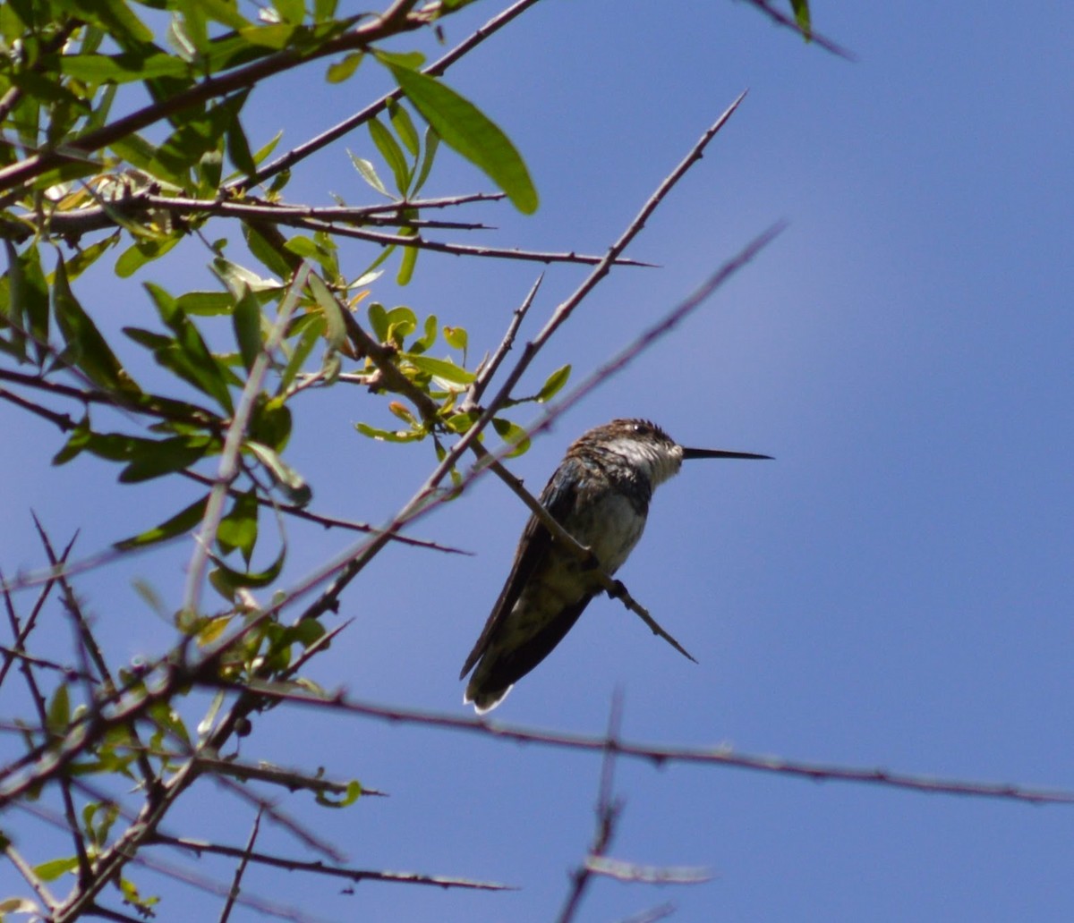 White-throated Hummingbird - ML627283774