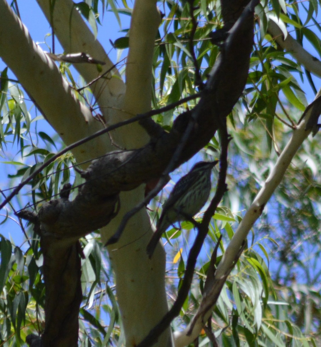 Streaked Flycatcher - ML627283787