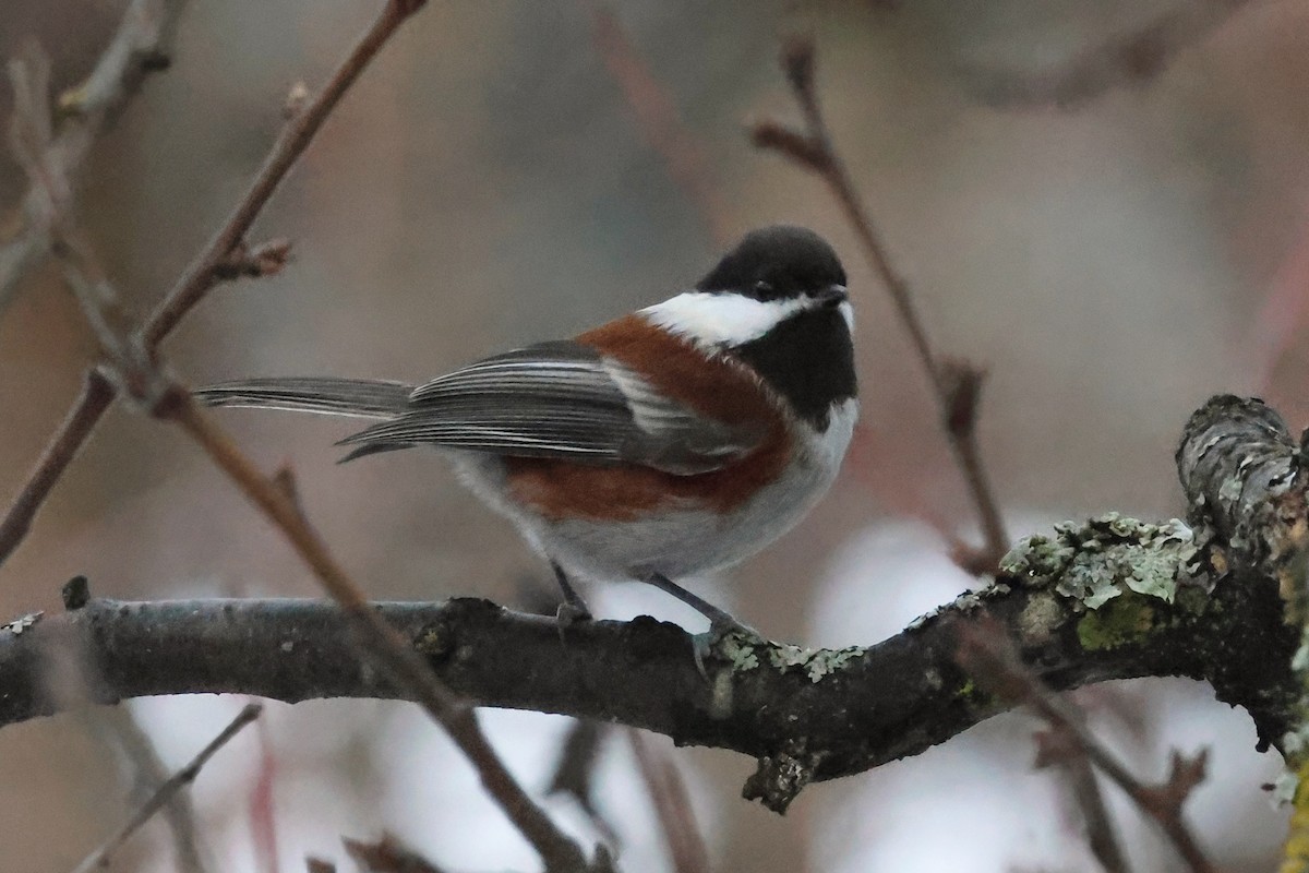 Chestnut-backed Chickadee - ML627283942