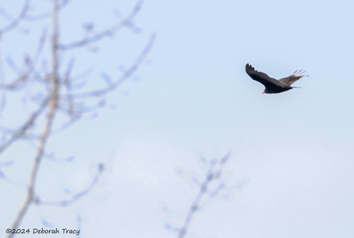 Turkey Vulture - ML627284017
