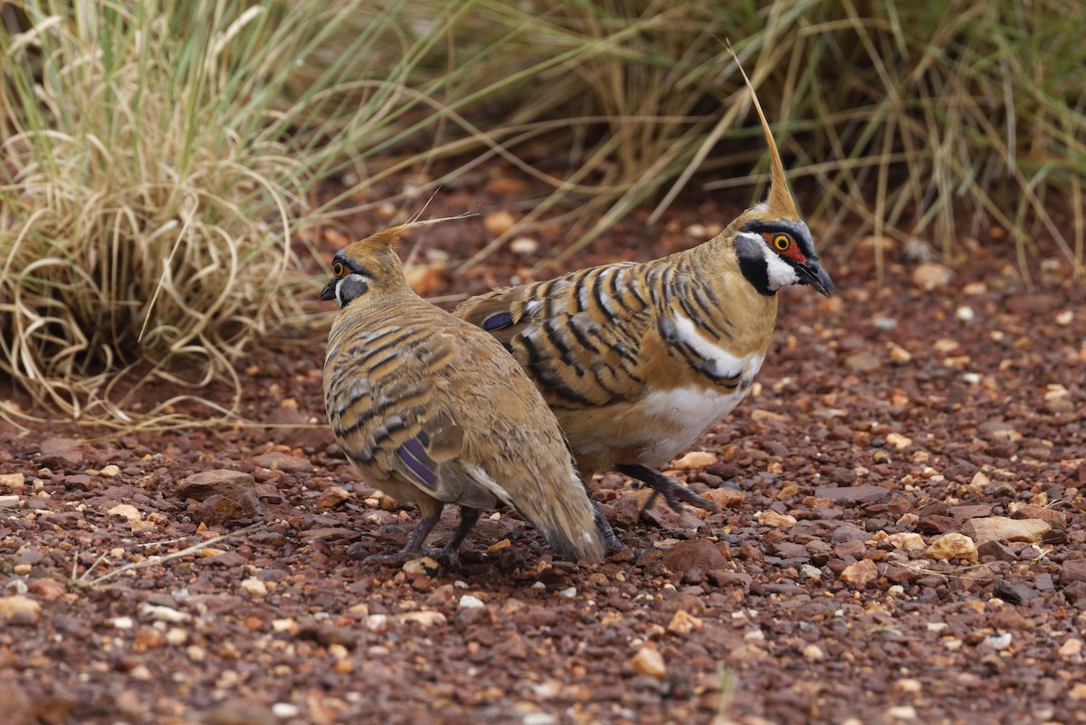 Spinifex Pigeon - ML627284337