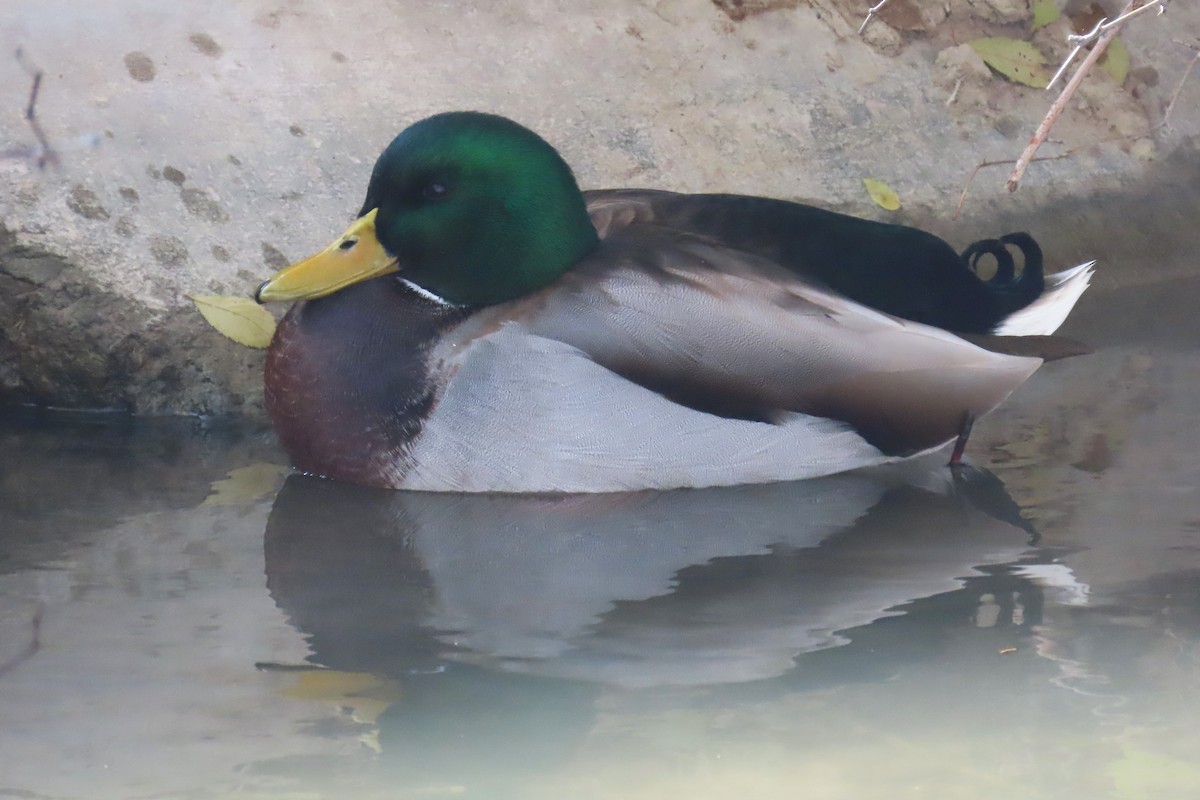 Mallard - ML627284375