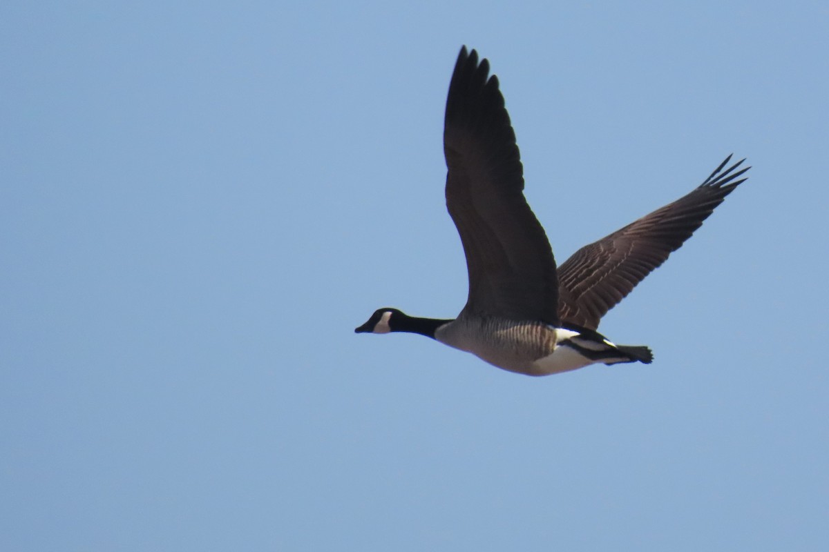 Canada Goose - ML627284407