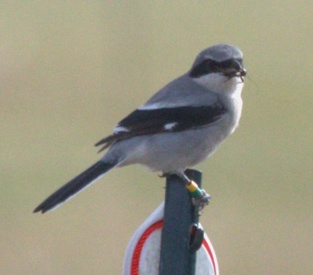 Loggerhead Shrike - ML627284521