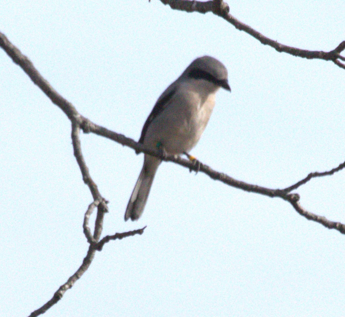 Loggerhead Shrike - ML627284577