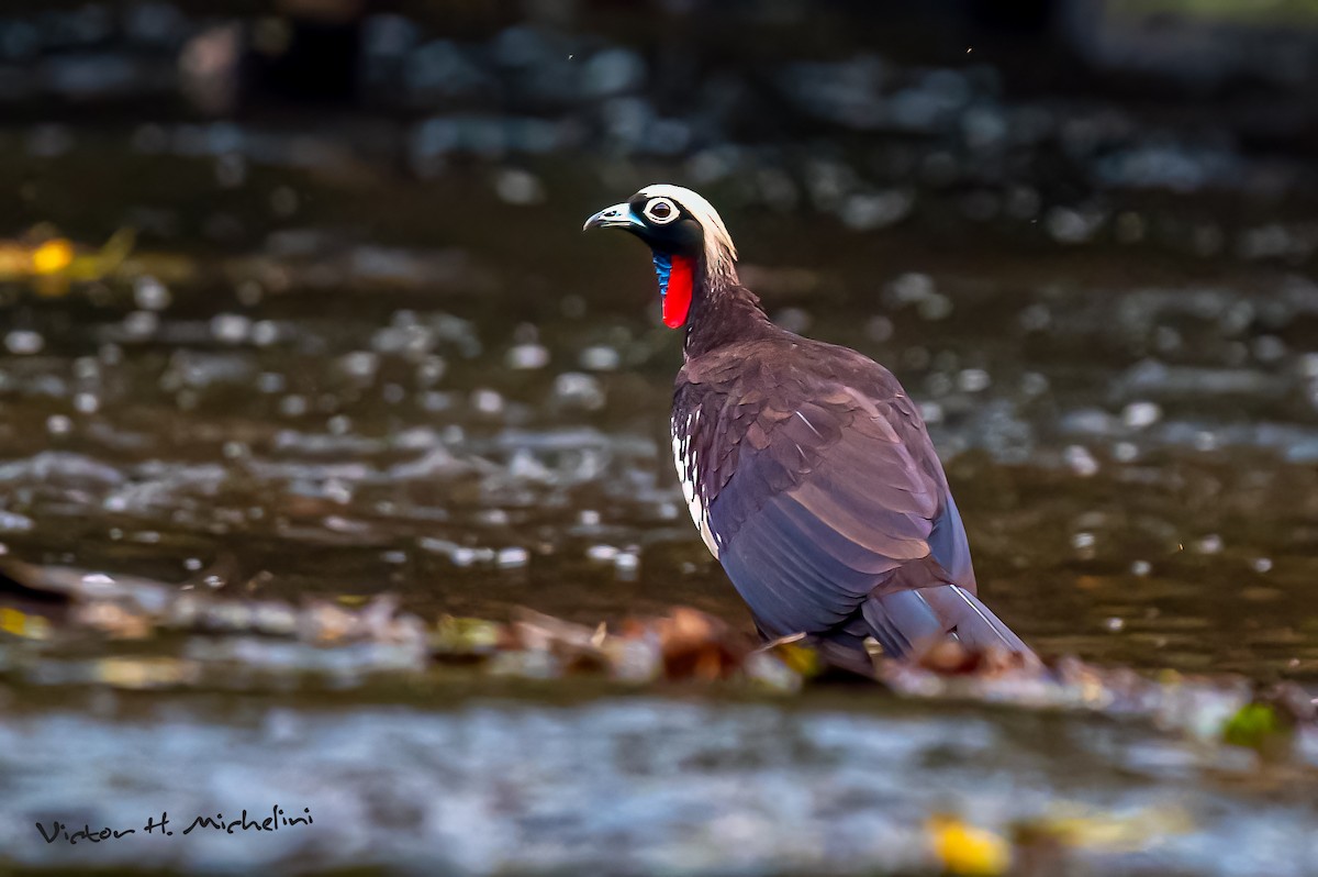 Black-fronted Piping-Guan - ML627284602