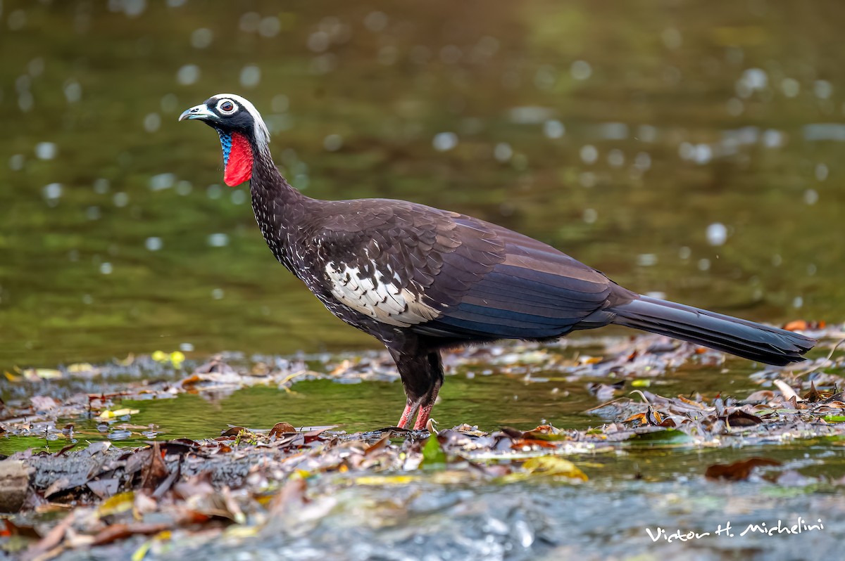 Black-fronted Piping-Guan - ML627284610