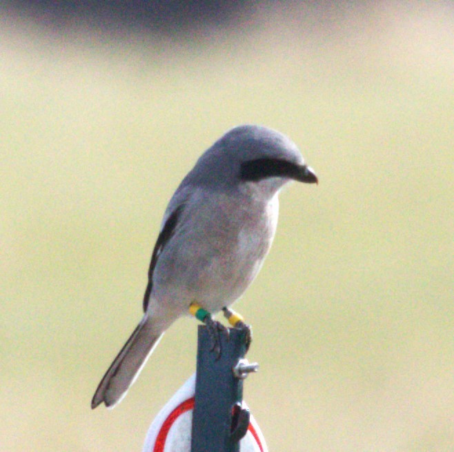 Loggerhead Shrike - ML627284612