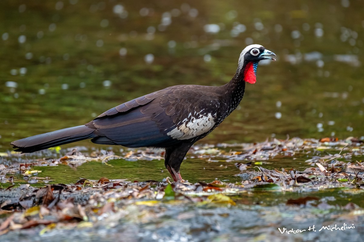 Black-fronted Piping-Guan - ML627284613