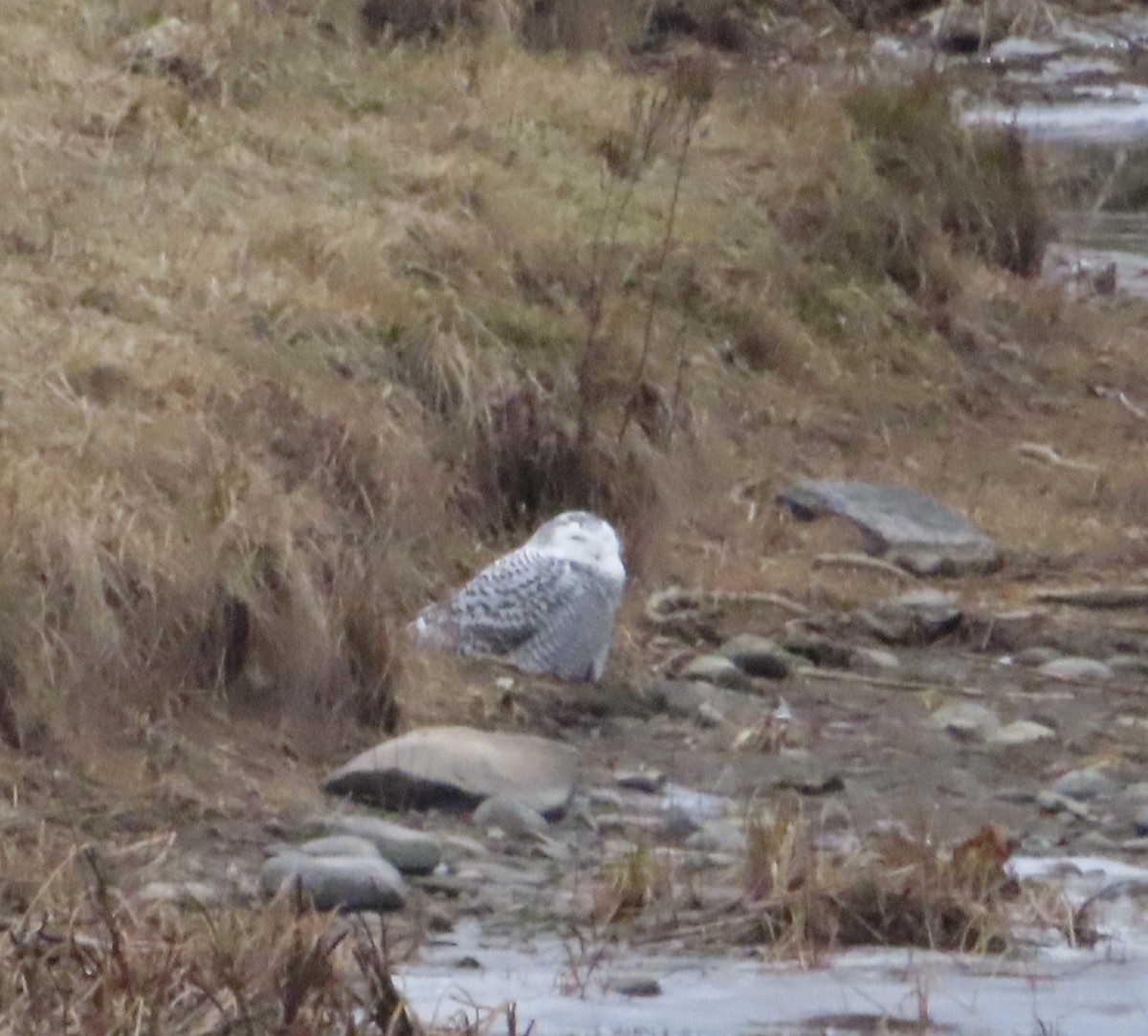 Snowy Owl - ML627284623