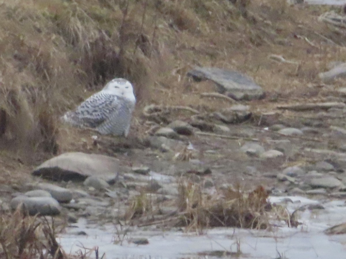 Snowy Owl - ML627284624
