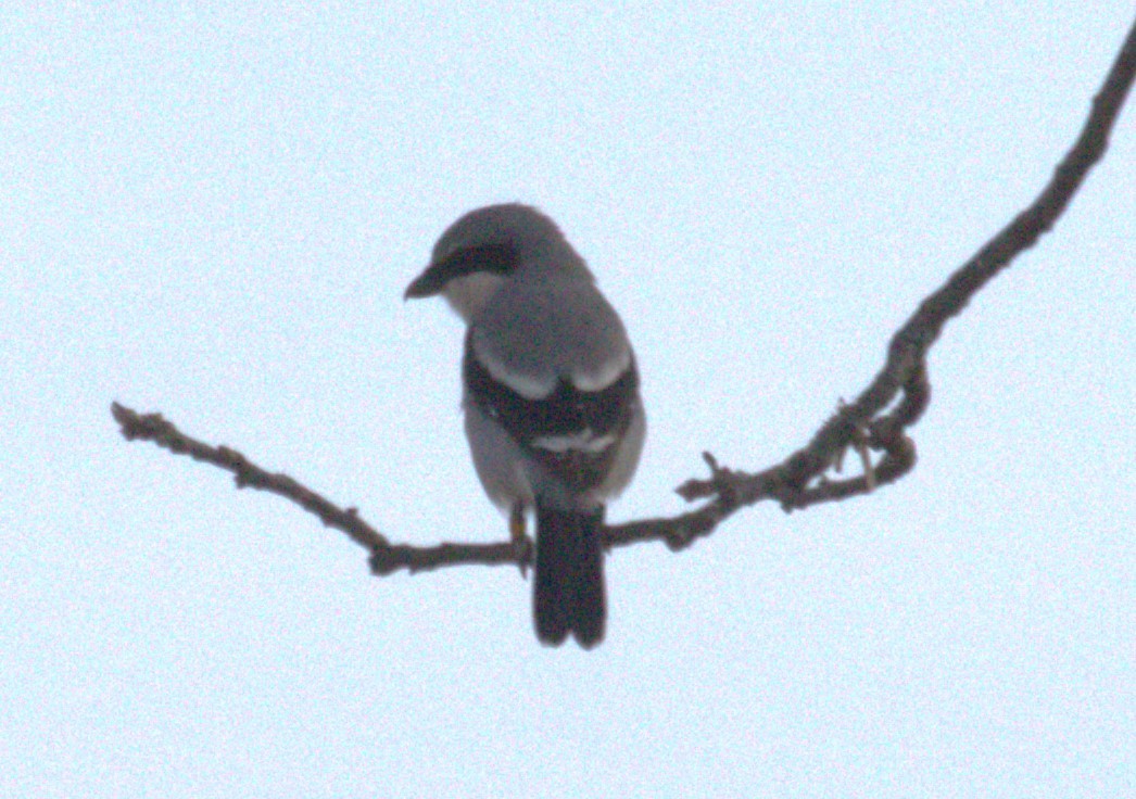 Loggerhead Shrike - ML627284650