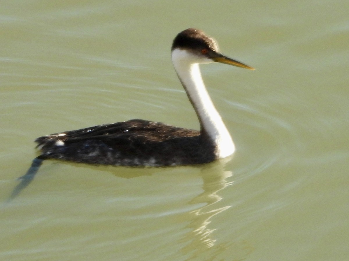Western Grebe - ML627284931