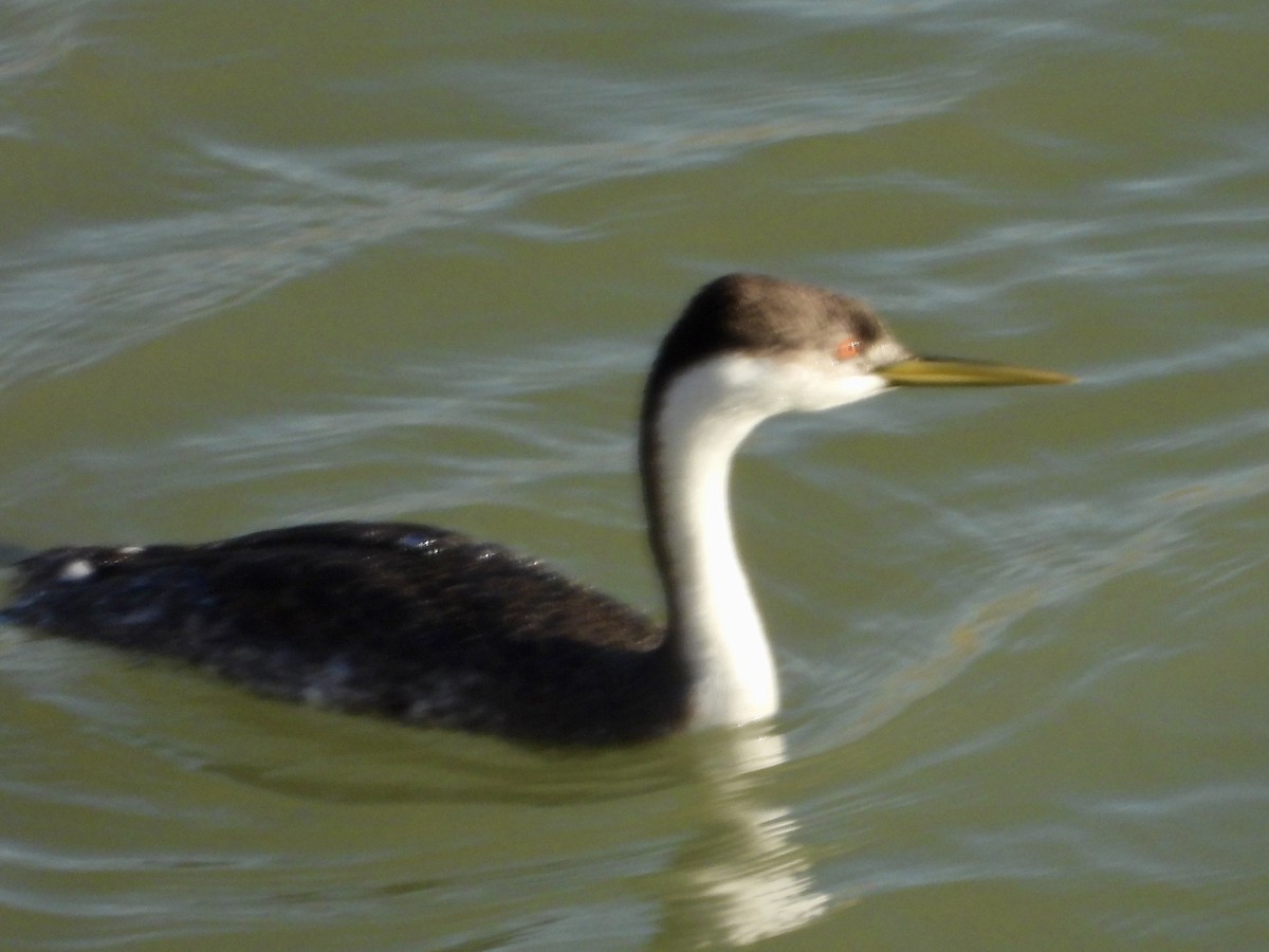 Western Grebe - ML627284932