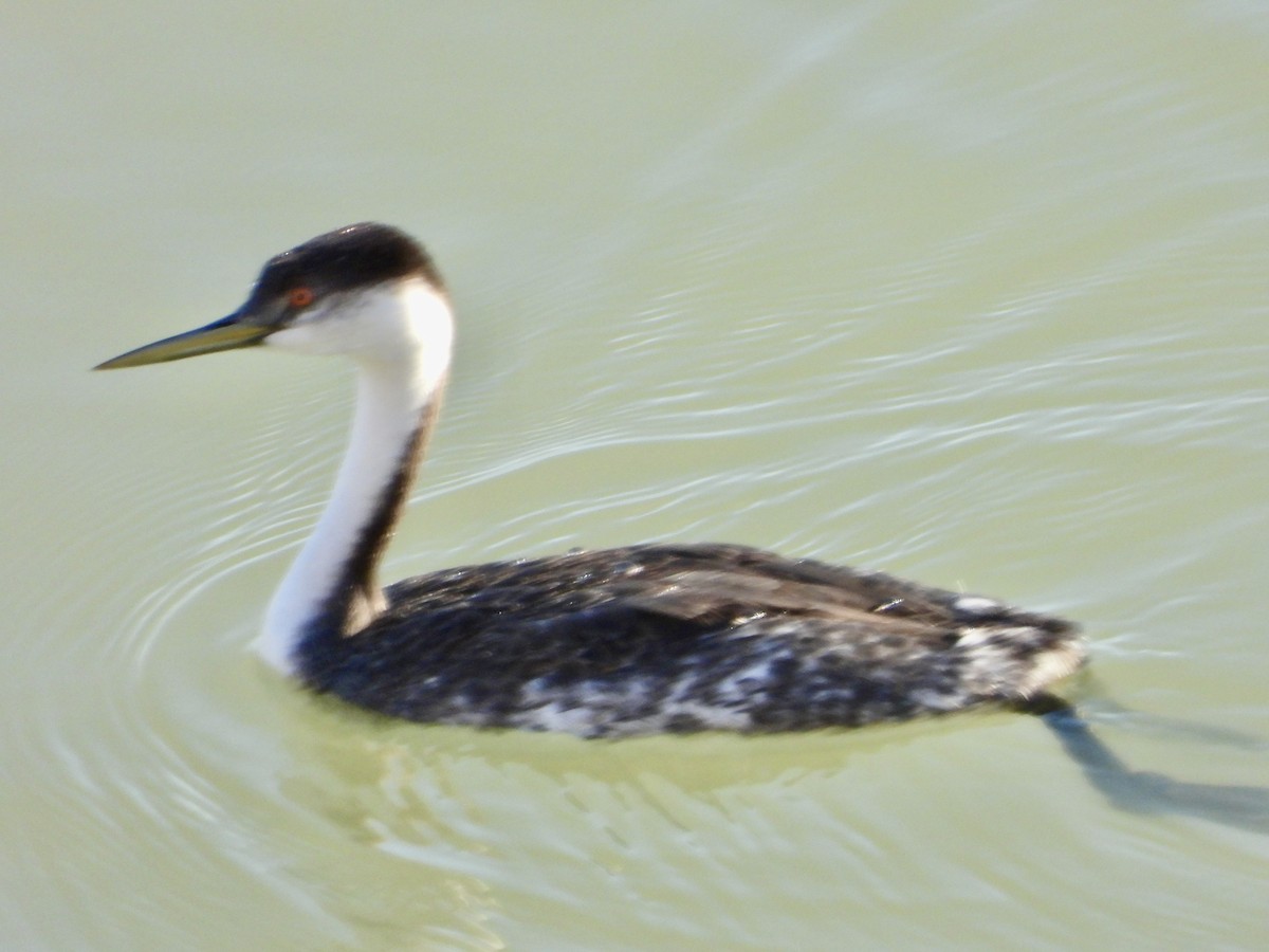 Western Grebe - ML627284934