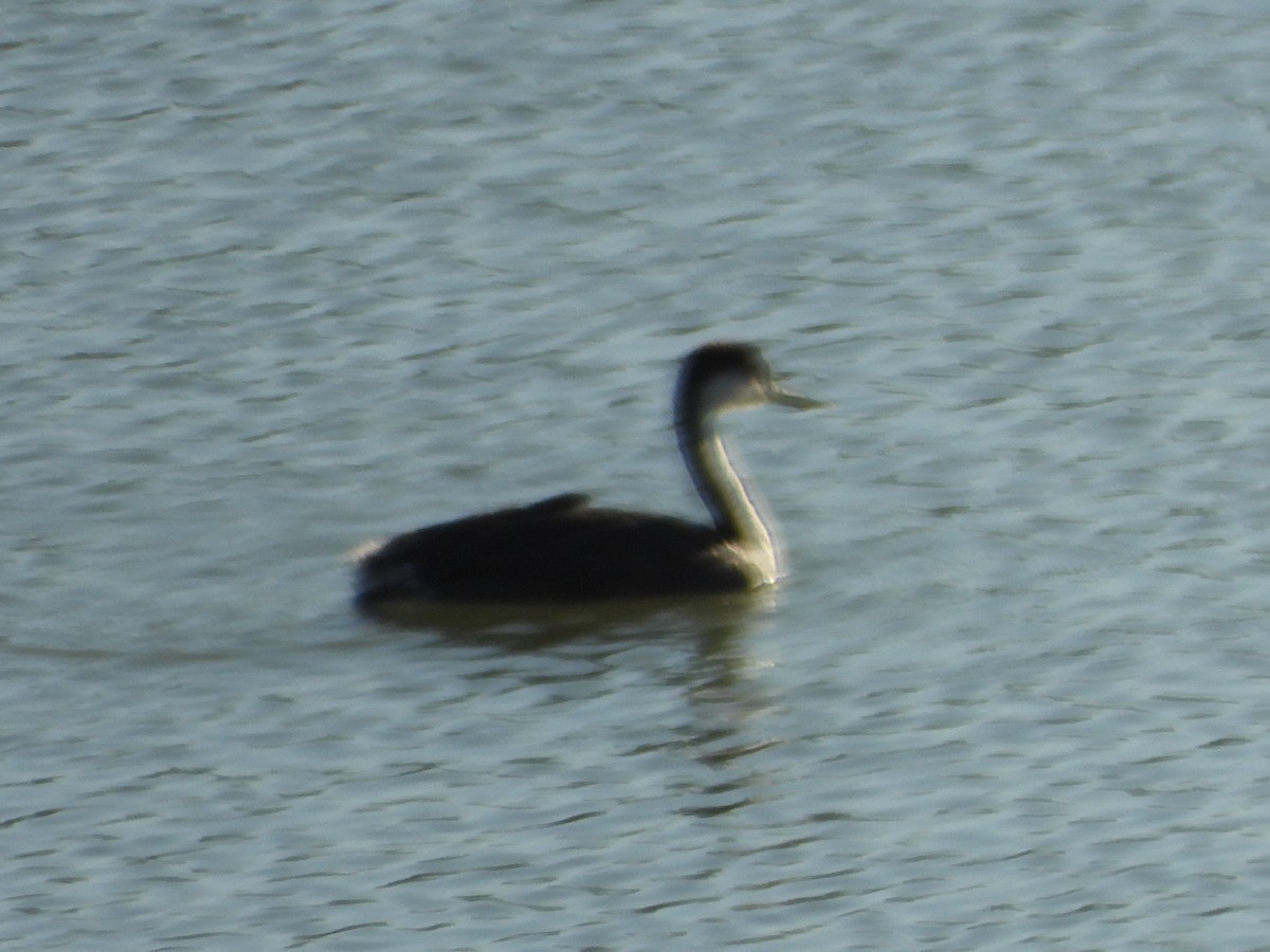Western Grebe - ML627284936