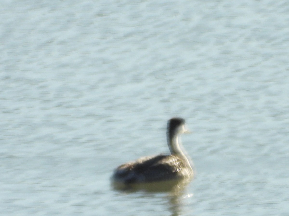 Western Grebe - ML627284938