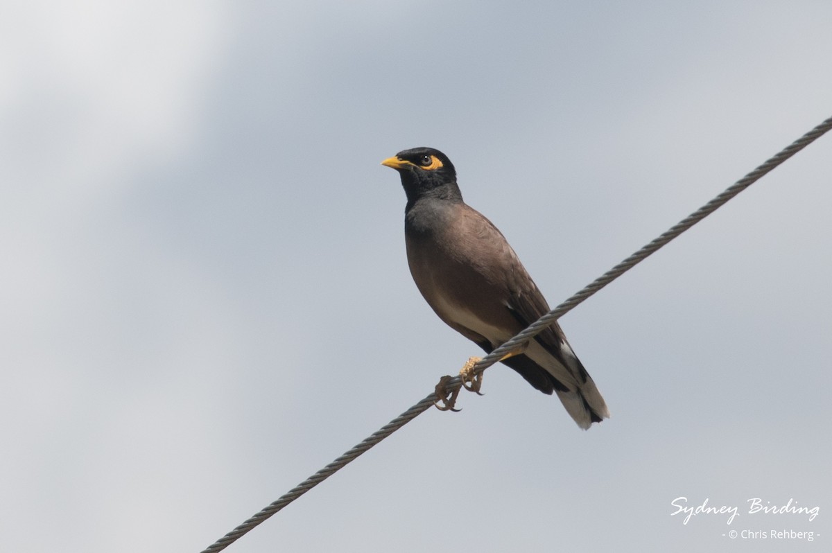 Common Myna - ML627284951