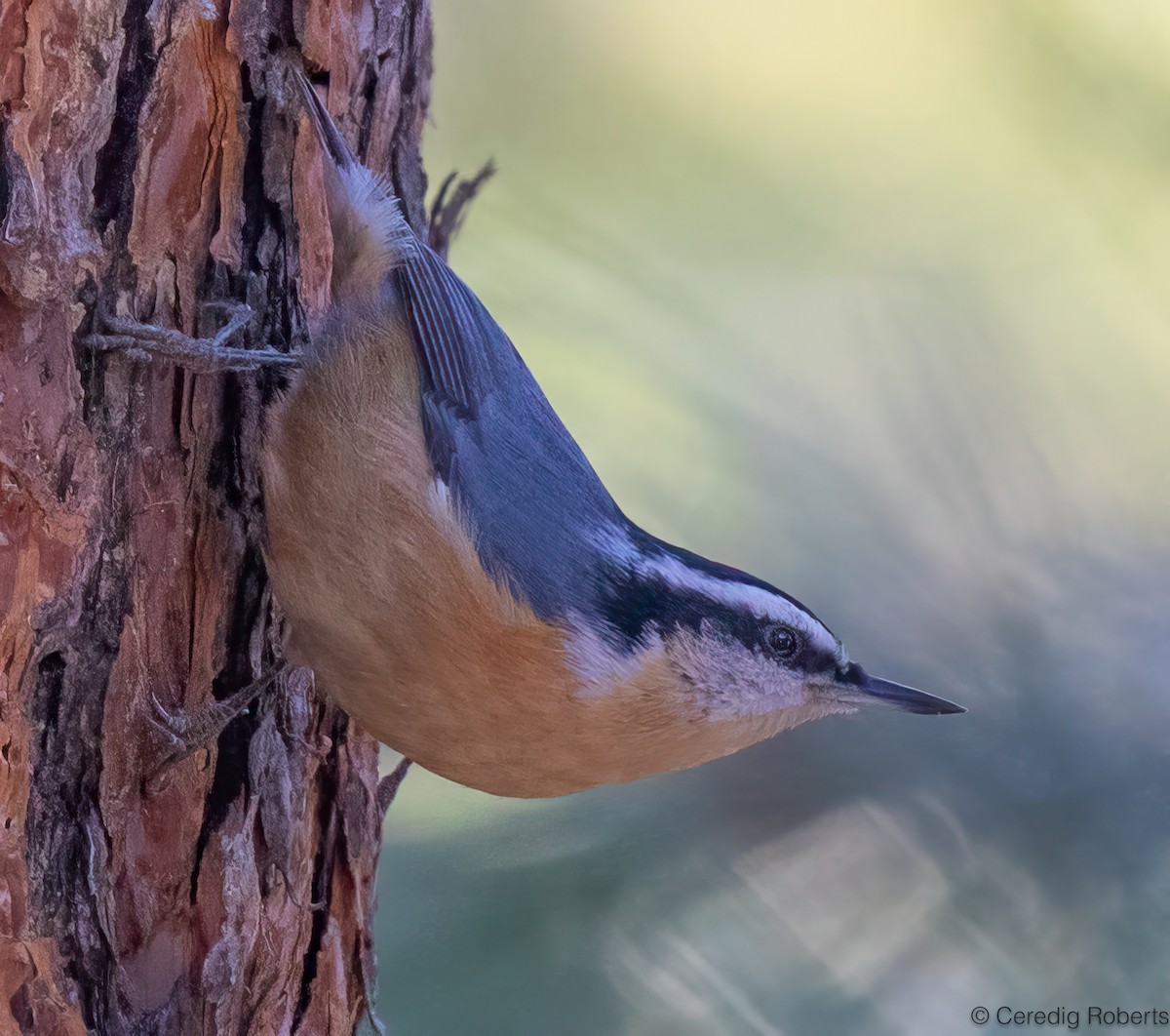 Red-breasted Nuthatch - ML627285107