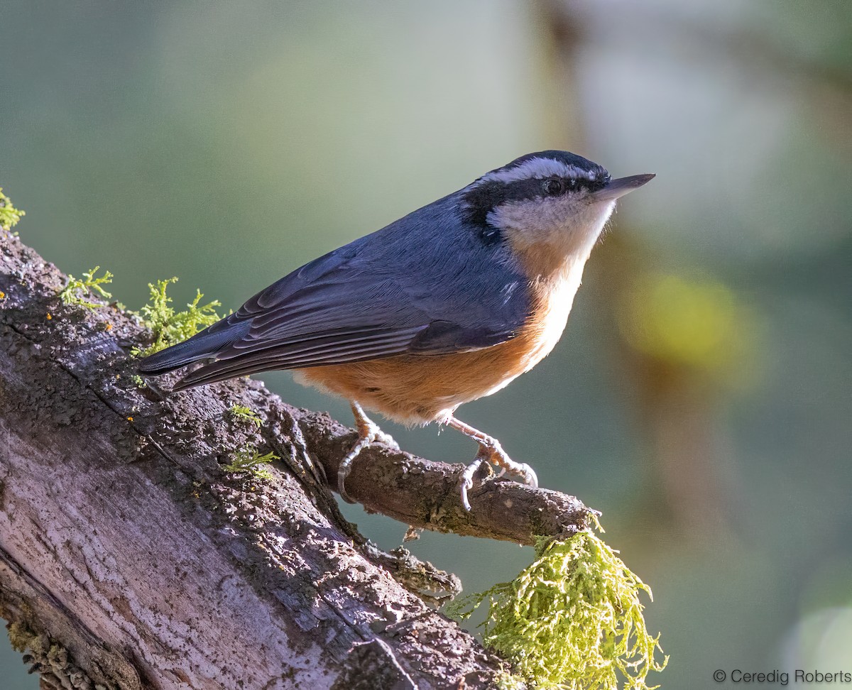 Red-breasted Nuthatch - ML627285108