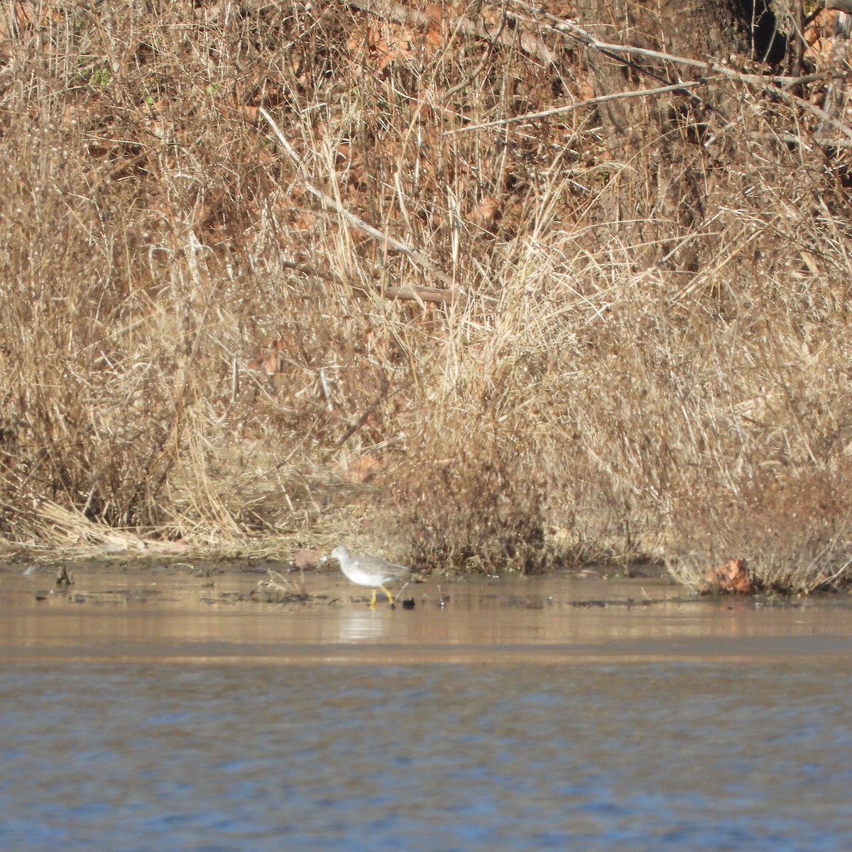 Lesser/Greater Yellowlegs - ML627285187