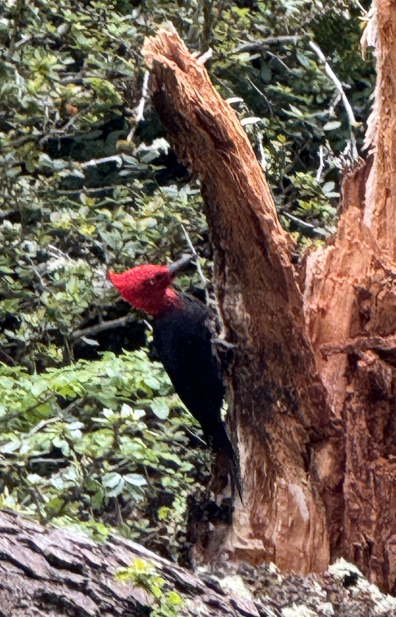 Magellanic Woodpecker - ML627285349