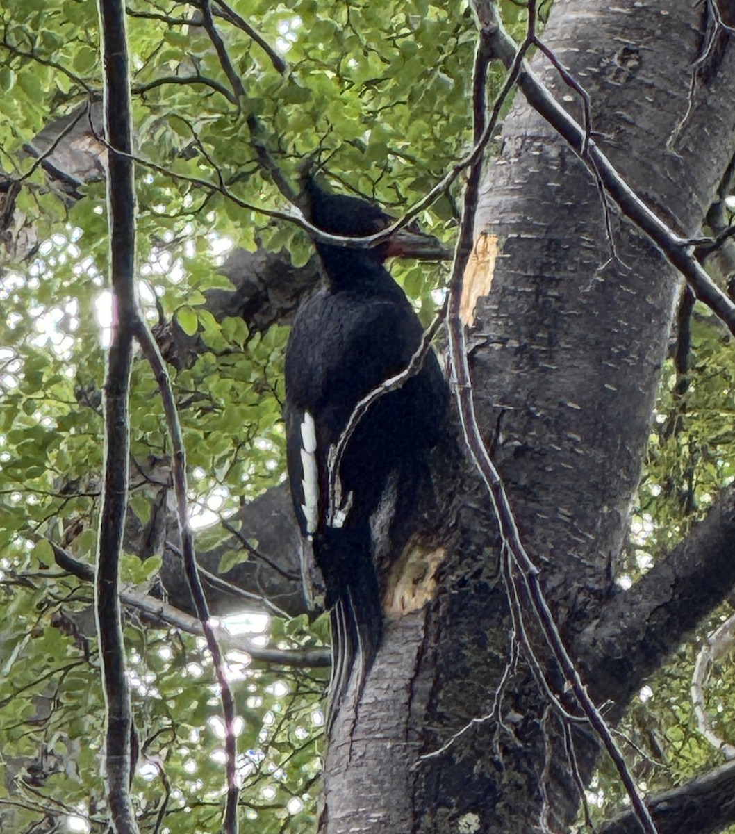 Magellanic Woodpecker - ML627285352