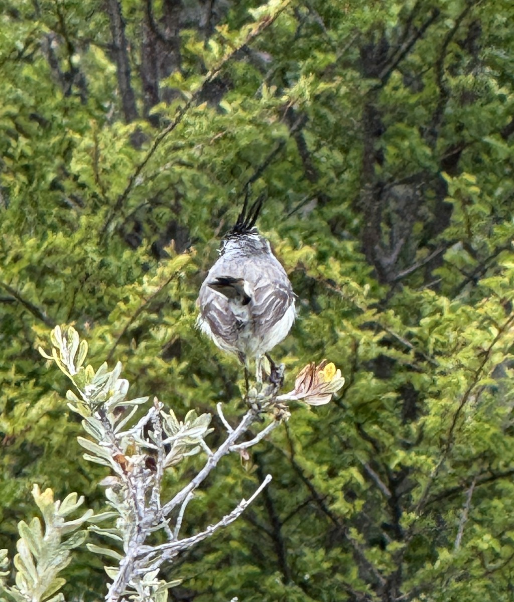 Tufted Tit-Tyrant - ML627285379