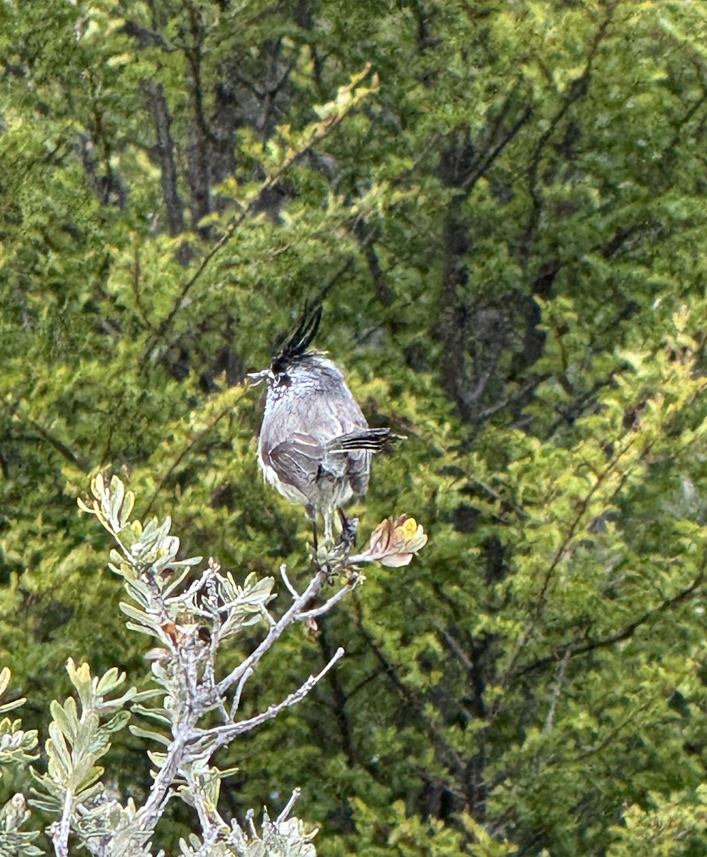 Tufted Tit-Tyrant - ML627285380