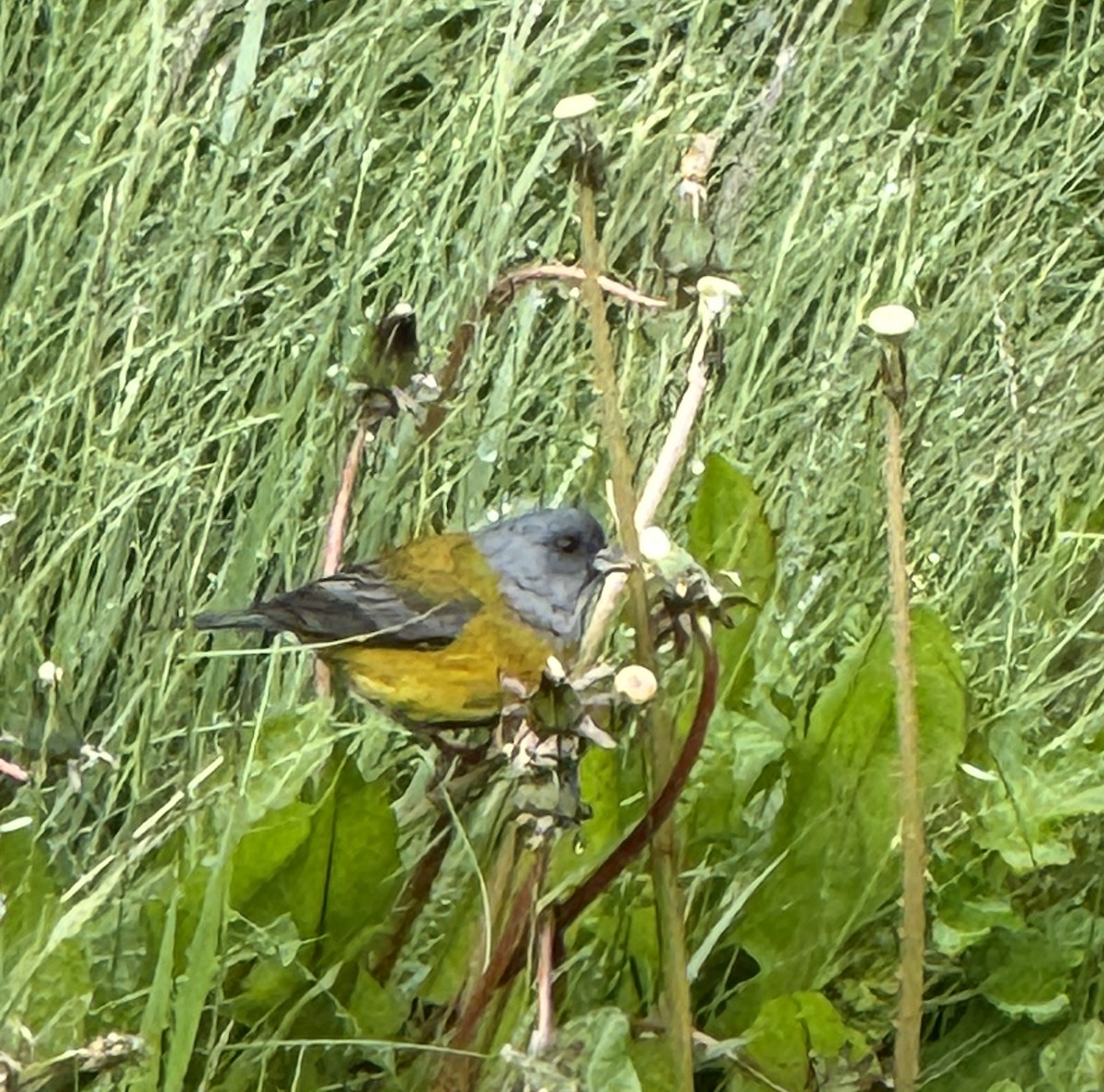 Patagonian Sierra Finch - ML627285442