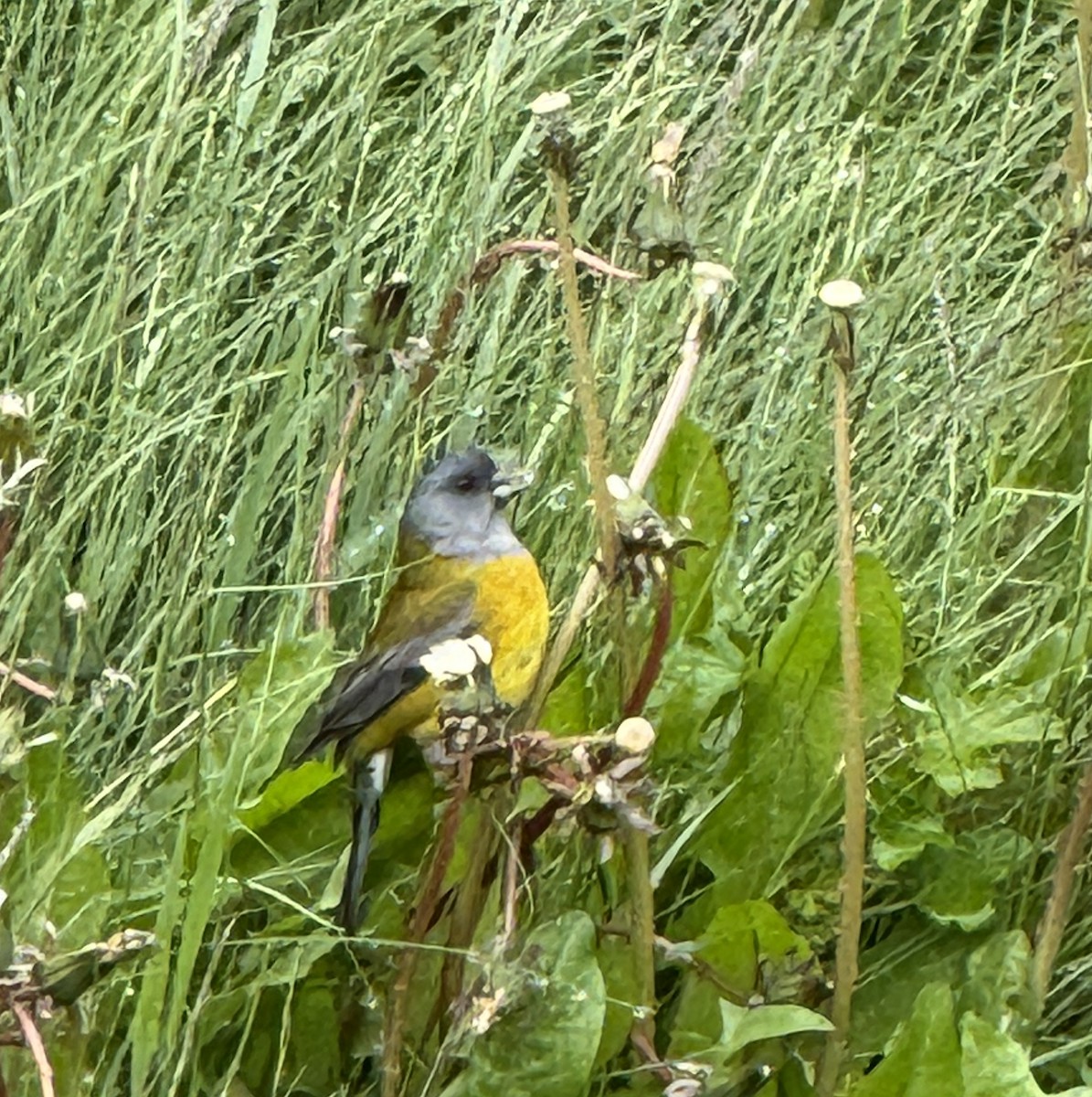 Patagonian Sierra Finch - ML627285443