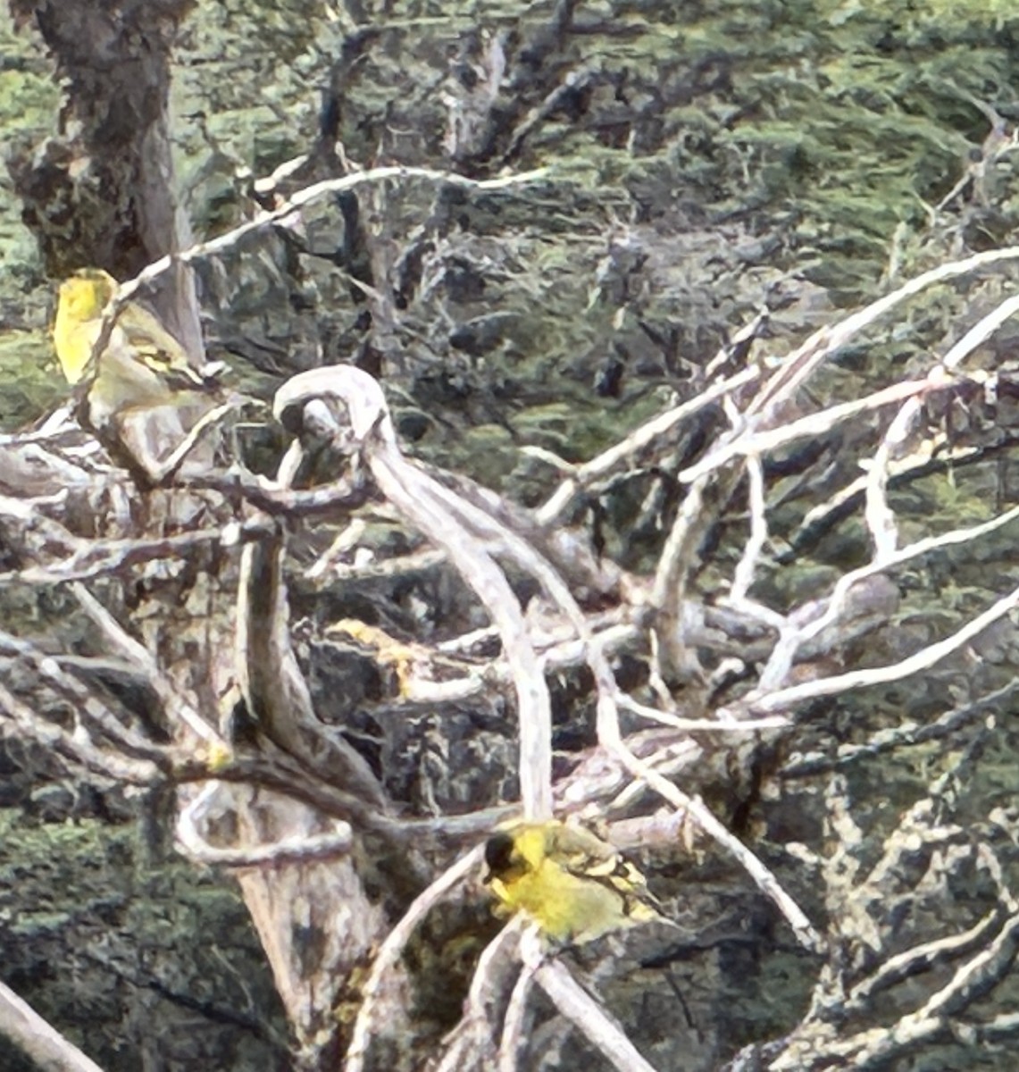 Black-chinned Siskin - ML627285476