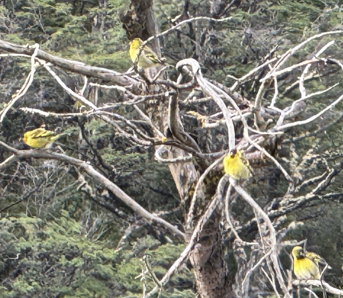 Black-chinned Siskin - ML627285477