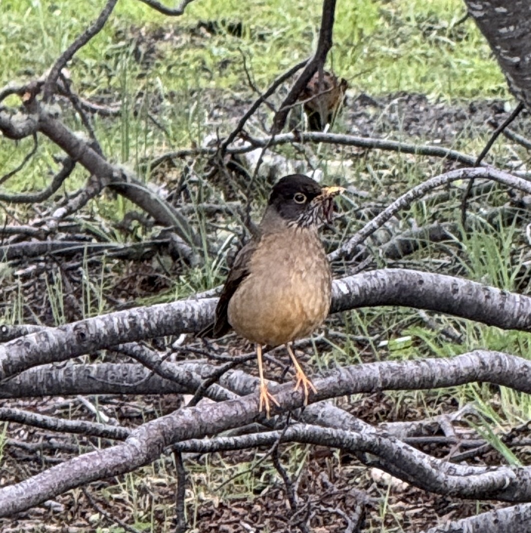 Austral Thrush - ML627285537