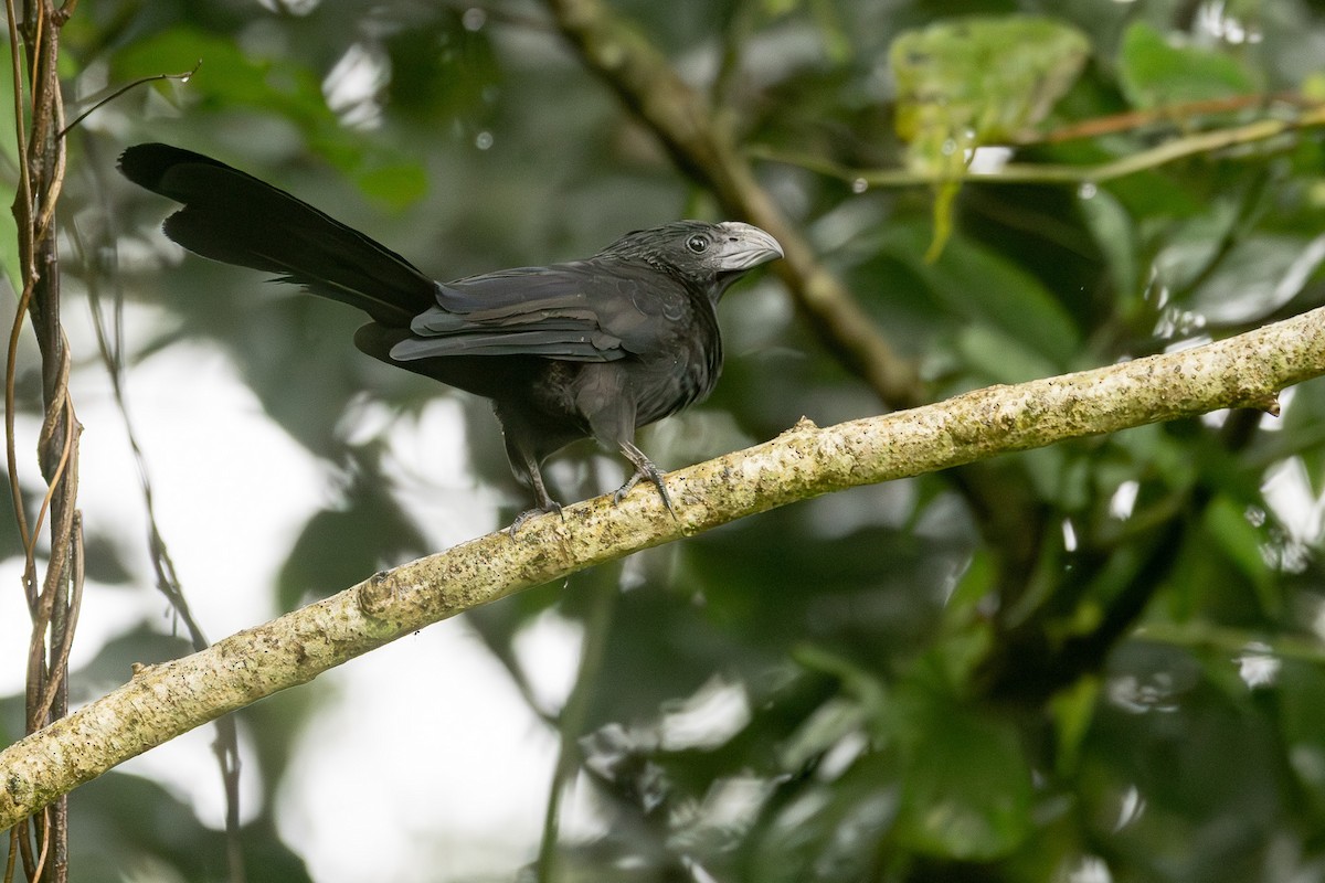 Groove-billed Ani - ML627285565